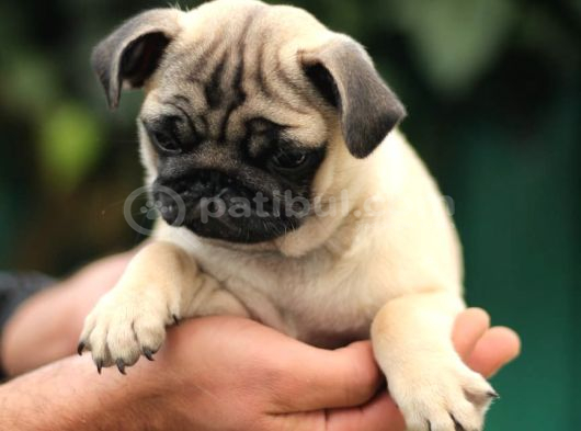 Üreti̇m Çi̇ftli̇ği̇nden Pug Yavrulari görsel
