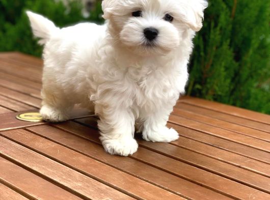 Orijinal Maltese Terrier Yavrular görsel
