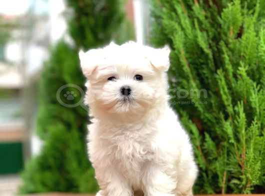 Orijinal Maltese Terrier Yavrular görsel