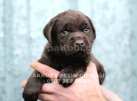 AKKUŞ ÜRETİM ÇİFTLİĞİNDEN LABRADOR YAVRULARI
