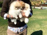Pomerani̇an Çi̇fli̇ği̇nden Muhteşem Pomerani̇an Bebekleri̇
