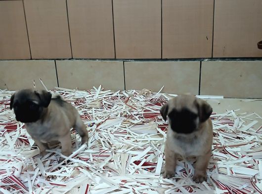 Üreti̇m Çi̇ftli̇ği̇nden Pug Yavrulari görsel
