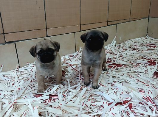 Üreti̇m Çi̇ftli̇ği̇nden Pug Yavrulari görsel