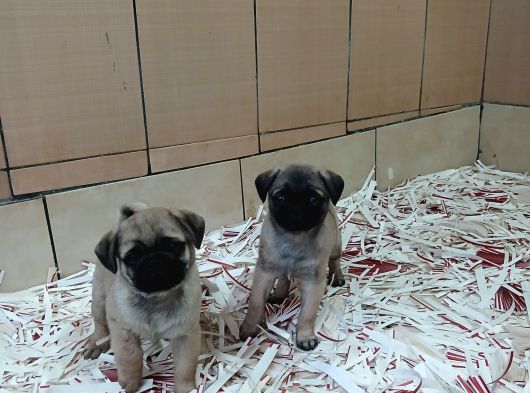 Üreti̇m Çi̇ftli̇ği̇nden Pug Yavrulari görsel