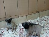 Üreti̇m Çi̇ftli̇ği̇nden Pug Yavrulari