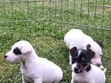 Akkuş Üreti̇m Çi̇ftli̇ği̇nden Jack Russel Yavrulari