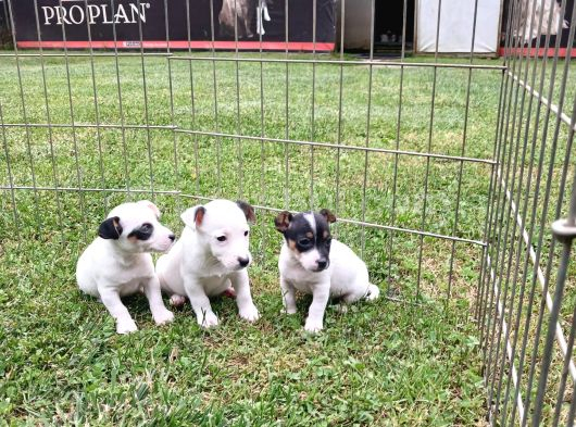 Akkuş Üreti̇m Çi̇ftli̇ği̇nden Jack Russel Yavrulari görsel