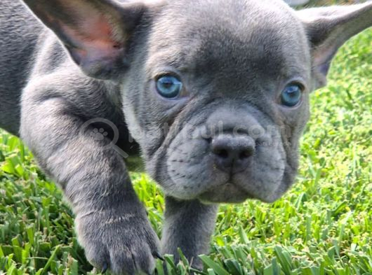 Mas Mavi Göz Blue French Bulldog Yavruları görsel