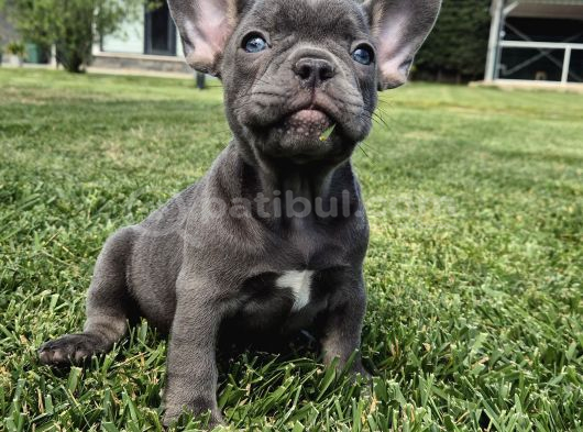 Mas Mavi Göz Blue French Bulldog Yavruları görsel
