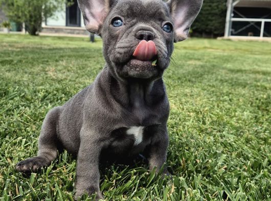 Mas Mavi Göz Blue French Bulldog Yavruları görsel