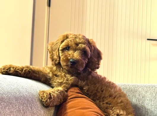 Toypoodle Bebegimiz Yeni Ailesini Ariyor