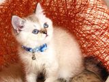 British Shorthair Silver Point