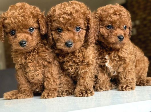 Çiflikten Poodle Yavrularımız Dişi Ve Erkek görsel