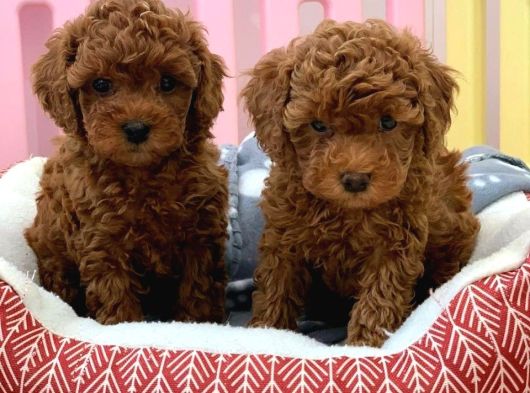 Kivir Kivir Toy Poodle görsel