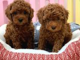 Toy Poodle Bebekler Her Renk Mevcut