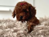 Kivir Kivir Toy Poodle