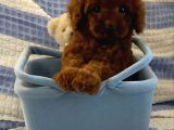 Toy Poodle Bebekler Her Renk Mevcut