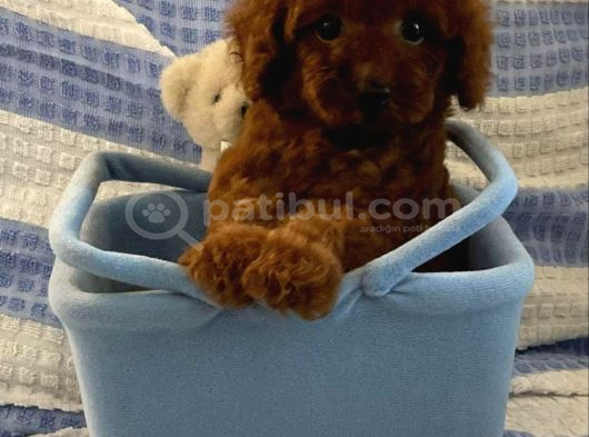Toy Poodle Bebekler Her Renk Mevcut görsel