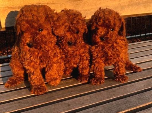 Kivir Kivir Toy Poodle görsel