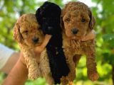 Her Renk Toy Poodle Bebek Mevcut