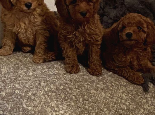 Her Renk Toy Poodle Bebek Mevcut görsel