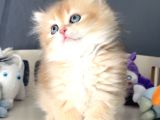 British Golden Tatlı Mı Tatlı Karizmatik Yakışıklı Bi Bebek