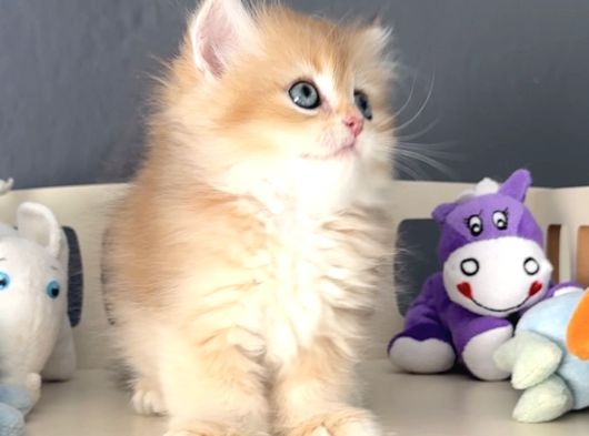 British Golden Tatlı Mı Tatlı Karizmatik Yakışıklı Bi Bebek görsel