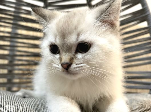 Tatlı Uslu Bebek Kedişler Ankara Içi görsel