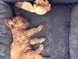 11 Haftalık Dişi Toy Poodle