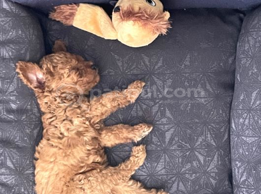 11 Haftalık Dişi Toy Poodle görsel