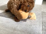 11 Haftalık Dişi Toy Poodle