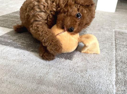 11 Haftalık Dişi Toy Poodle görsel