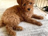 11 Haftalık Dişi Toy Poodle