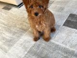 11 Haftalık Dişi Toy Poodle