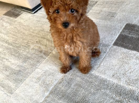 11 haftalık dişi toy poodle