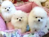 Pomeranian Boo Yavruları Istanbul