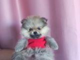 Pomeranian Boo Ayı Surat Orange