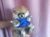 Pomeranian Boo Ayı Surat Orange