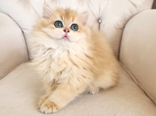 Safkan Show Kalite British Longhair Yavrular Hazır görsel