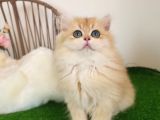 Safkan Show Kalite British Longhair Yavrular Hazır