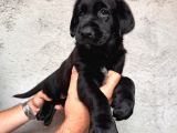 Tarım Ve Orman Bakanlığ Onaylı Çiftlikten Labrador Retriver