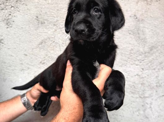 Tarım ve orman bakanlığ onaylı çiftlikten labrador retriver