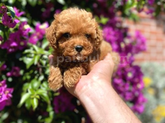 Mini - Teacup Poodle görsel