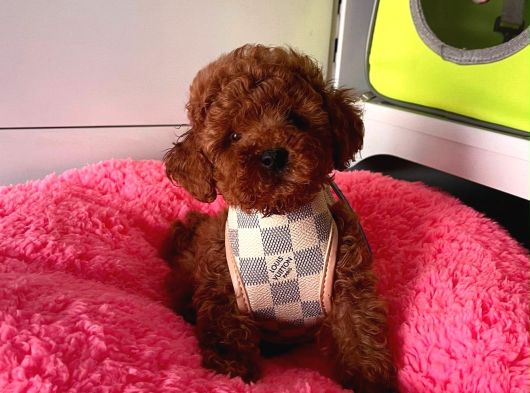 Ruhsatlı Çiftligimizden Kaliteli Safkan Poodle Bebekleri görsel