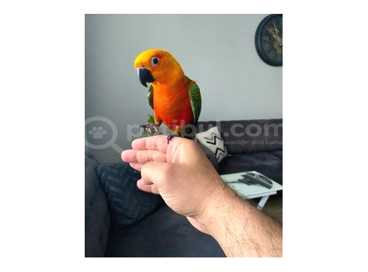 GÜNEŞ KONUR PAPAĞANI EVCİL