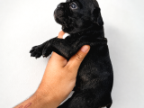 Safkan French Bulldog Bebekler