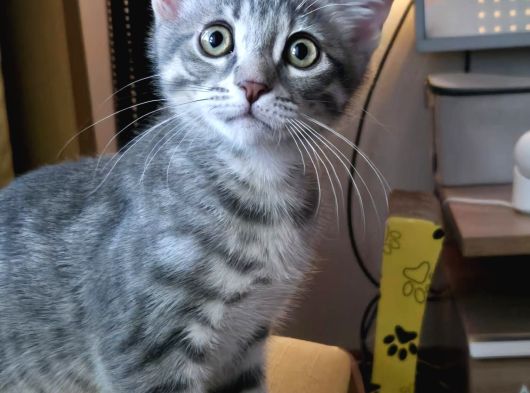 25 Aylık Çok Oyuncu Bebek Kedi İstanbul