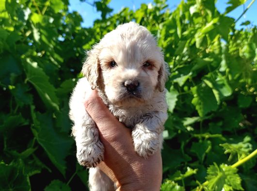 Maltipoo Yavrularımız Evlerine Gitmeye Hazir