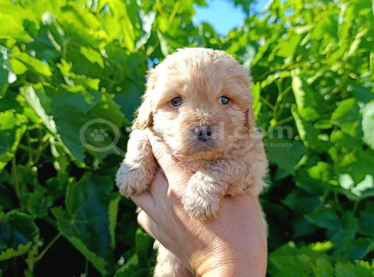 Maltipoo Yavrularımız Evlerine Gitmeye Hazir görsel