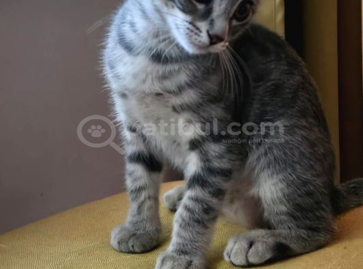 25 Aylık Çok Oyuncu Bebek Kedi İstanbul görsel